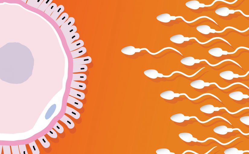 fertilization